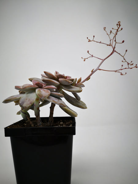 pentandrum succulent Succulent (Tender) Graptopetalum pentandrum – The Greenery Garden Centre