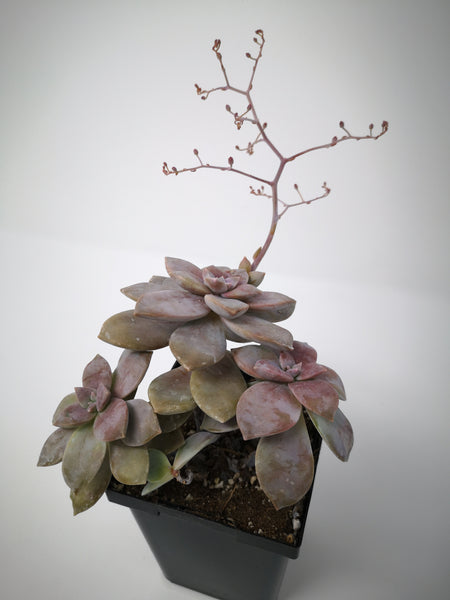 pentandrum succulent Succulent (Tender) Graptopetalum pentandrum – The Greenery Garden Centre