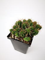 Succulent (Tender) Euphorbia submamillaris