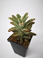 Succulent (Tender) Kalanchoe tomentosa Chocolate Soldier