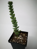 Succulent (Tender) Crassula commutata