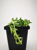 Succulent (Tender) Senecio radicans String of Bananas