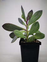 Succulent (Tender) Senecio crassissimus