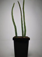Succulent (Tender) Senecio stapeliformis Pickle Plant