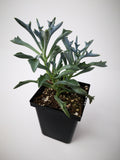 Succulent (Tender) Senecio kleiniformis