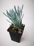 Succulent (Tender) Senecio Mini Blue