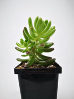 Succulent (Tender) Sedum pachyphyllum Salsa