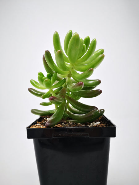 sedum salsa succulent Succulent (Tender) Sedum pachyphyllum Salsa – The Greenery Garden Centre
