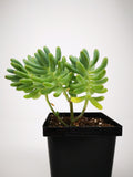 Succulent (Tender) Sedum pachyphyllum