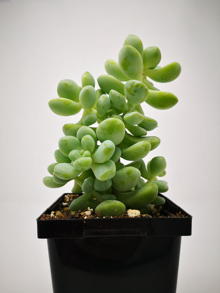 tender perennial succulent Succulent (Tender) Sedum treleasei – The Greenery Garden Centre