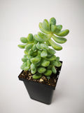 Succulent (Tender) Sedum treleasei