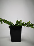 Succulent (Tender) Portulacaria afra