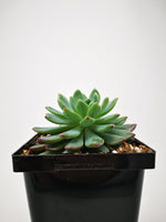 Succulent (Tender) Sedeveria Blue Elf