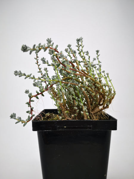 Succulent (Tender) Sedum brevifolium var. quinquefarium