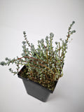 Succulent (Tender) Sedum brevifolium var. quinquefarium