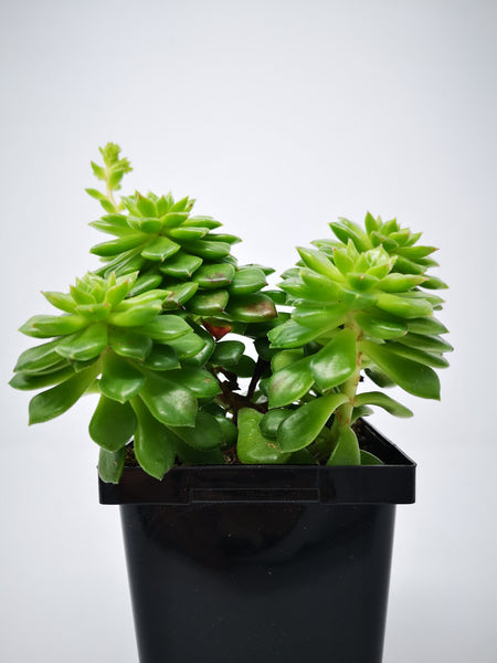 succulent letizia Succulent (Tender) Sedeveria Letizia – The Greenery Garden Centre