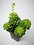 Succulent (Tender) Sedeveria Letizia