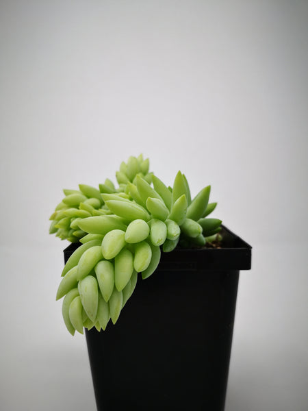 pointed succulent plant Succulent (Tender) Sedum morganianum Pointed Leaf (Donkey Tail) – The Greenery Garden Centre