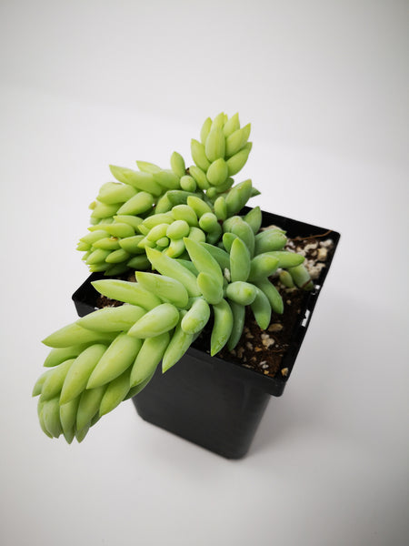 pointed leaf succulent Succulent (Tender) Sedum morganianum Pointed Leaf (Donkey Tail) – The Greenery Garden Centre