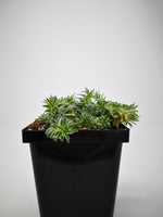 Succulent (Tender) Sedum lineare f. Variegata