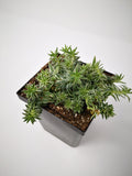 Succulent (Tender) Sedum lineare f. Variegata
