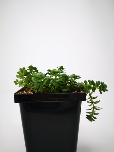 sedum salsa succulent Succulent (Tender) Sedum makinoi Salsa Verde – The Greenery Garden Centre