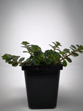 Succulent (Tender) Sedum tetractinum