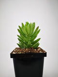 Succulent (Tender) Sedum morganianum Magnum