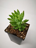 Succulent (Tender) Sedum morganianum Magnum