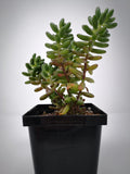 Succulent (Tender) Sedum rubrotinctum
