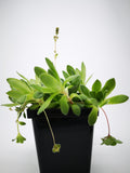 Succulent (Tender) Sedum spathulifolium x laxum