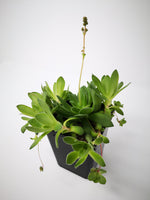 Succulent (Tender) Sedum spathulifolium x laxum