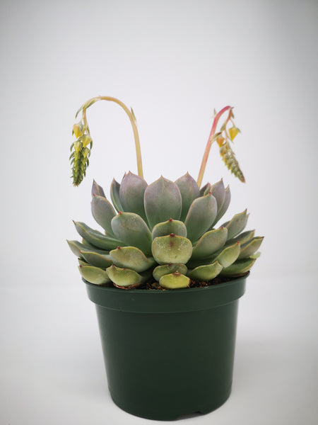tender perennial succulent Succulent (Tender) Echeveria Ponta Rosa – The Greenery Garden Centre