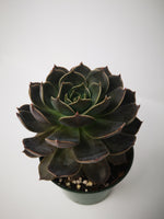 Succulent (Tender) Echeveria Marrom