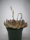 Succulent (Tender) Echeveria Costa