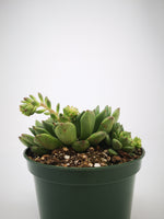 Succulent (Tender) Echeveria Green Form