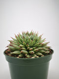 Succulent (Tender) Echeveria filiferum