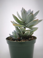 Succulent (Tender) Graptoveria Hybrid Blue Form