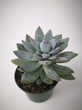 Succulent (Tender) Graptoveria Hybrid Blue Form