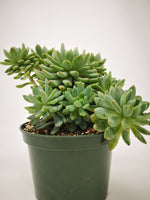 Succulent (Tender) Sedeveria Blue Elf