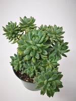 Succulent (Tender) Sedeveria Blue Elf