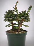 Succulent (Tender) Echeveria Melaco
