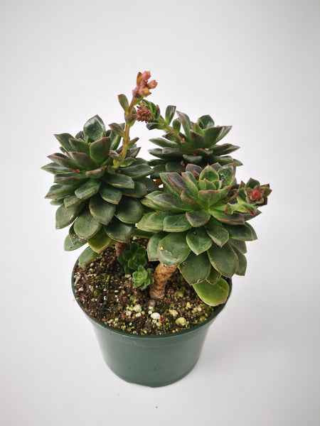 melaco succulent Succulent (Tender) Echeveria Melaco – The Greenery Garden Centre
