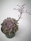 Succulent (Tender) Graptopetalum pentandrum
