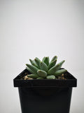 Succulent (Tender) Pachyveria glauca Little Jewel