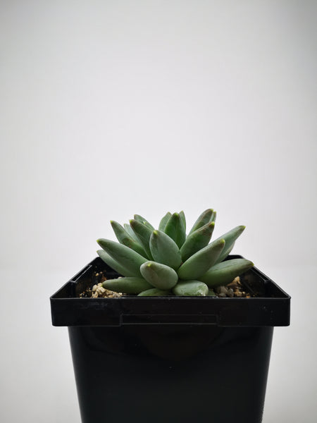 pachyveria glauca little jewel succulent Succulent (Tender) Pachyveria glauca Little Jewel – The Greenery Garden Centre
