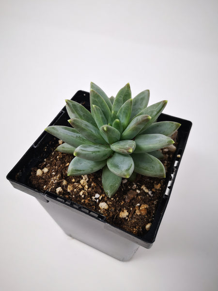pachyveria glauca little jewel succulent Succulent (Tender) Pachyveria glauca Little Jewel – The Greenery Garden Centre
