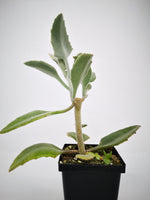 Succulent (Tender) Kalanchoe beharensis Minima