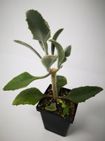Succulent (Tender) Kalanchoe beharensis Minima
