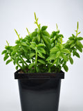 Succulent (Tender) Pepperomia axillaris